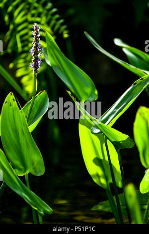 blue pickerel weed Stock Photo