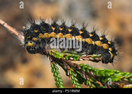 Emperor Moth caterpillar (Saturnia pavonia) second instar feeding on heather. Tipperary, Ireland Stock Photo