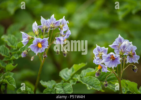 Potatoe plant in blossom potato [Solanum tuberosum] Stock Photo