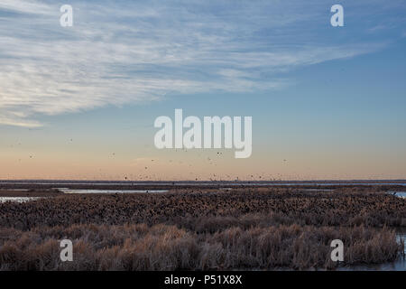 Flock of migrating blackbirds at sunset taking to the sky over the wetlands of Cheyenne Bottoms, Kansas a popular resting spot for migrations Stock Photo