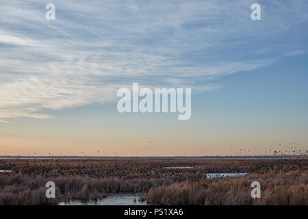 Flock of migrating blackbirds at Cheyenne Bottoms flying low over the reeds in the wetlands at sunset with an orange glow in the sky Stock Photo