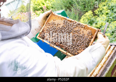 Kiel, Germany - Beekeeper inspects the magazine of a hive Stock Photo