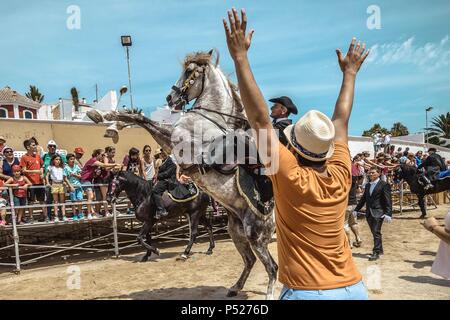 Ciutadella, Spain. 24 June, 2018:  A 'caixer' (horse rider) rears up on his horse surrounded by a cheering crowd at the end of the training for the 'Jocs des Pla' (medieval tournament) during the traditional 'Sant Joan' (Saint John) festival in Ciutadella de Menorca Credit: Matthias Oesterle/Alamy Live News Stock Photo