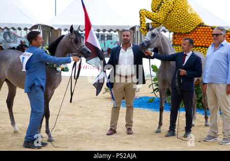 Cheval Arabe De Pur Sang Stock Photo Alamy