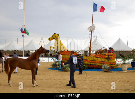 Cheval Arabe De Pur Sang Stock Photo Alamy