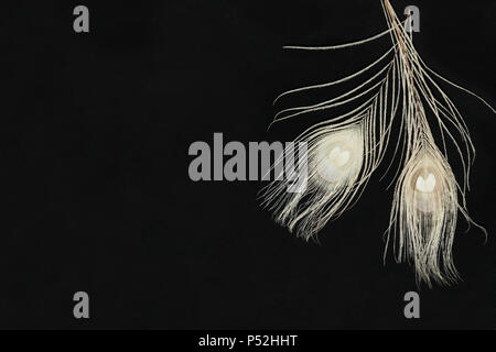 Black Horizontal Background With White Ranunculus Flowers And Feathers Stock Photo