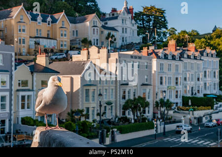 Seagull Llandudno North Wales. Stock Photo