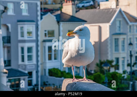 Seagull Llandudno North Wales. Stock Photo