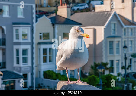 Seagull Llandudno North Wales. Stock Photo