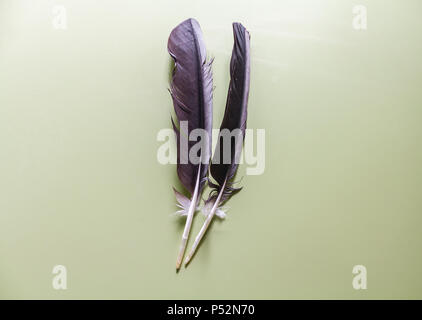 White Stork Feathers Stock Photo