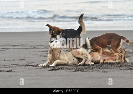 Wild dogs play on the beach Stock Photo