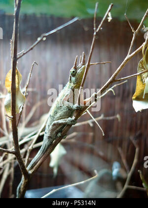 A three horned green chameleon Stock Photo