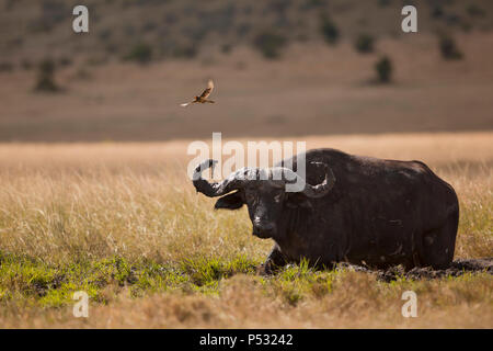 Buffalo taking a mud bath in wilderness Stock Photo