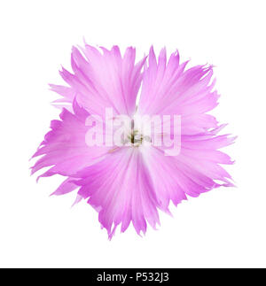 Carnation flower  of lilac color isolated on white background. Dianthus Stock Photo