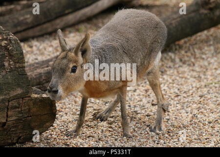 Patagonian Mara - Dolichotis patagonum Stock Photo