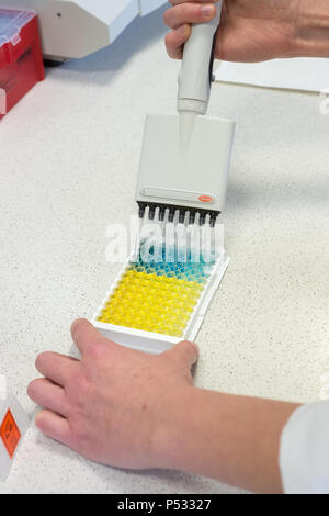 Laboratory work: Preparation of samples within the ELISA diagnostics Stock Photo