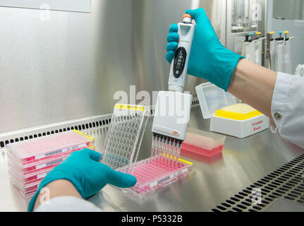 Laboratory work: Preparation of samples in a 96-well PCR plate within the ELISA-diagnostics Stock Photo