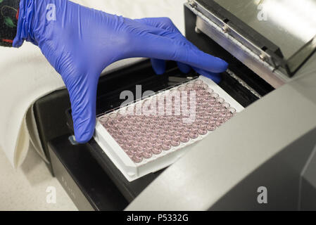 Insert a 96-well PCR plate into a micro plate reader within the ELISA diagnostics Stock Photo