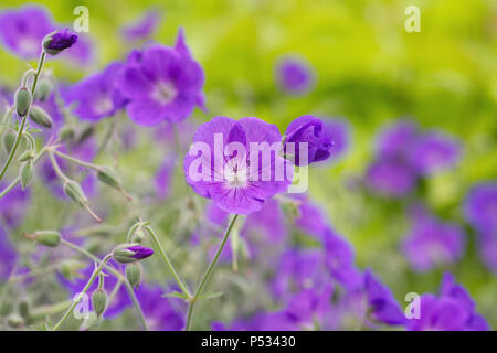 Geranium 'Orion' flowers. Stock Photo