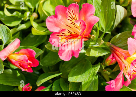 Alstroemeria Inticancha Sunshine flowers in summertime, Dorset, United Kingdom Stock Photo