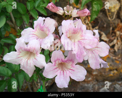Podranea ricasoliana  pink flowers Stock Photo