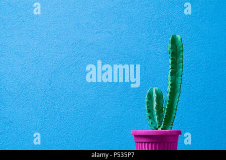 Fashion cactus in pink pot against blue background. Stock Photo