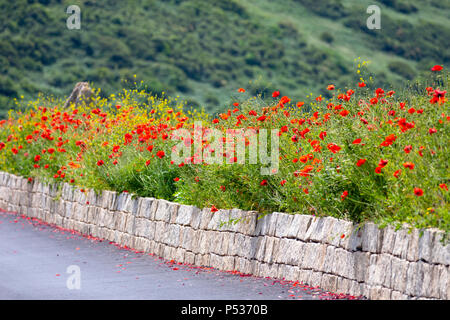 A stone wall covered in beautiful wildflowers on the coastal peninsula at Whitsand Bay, Cornwall down to Polhawn Fort Stock Photo