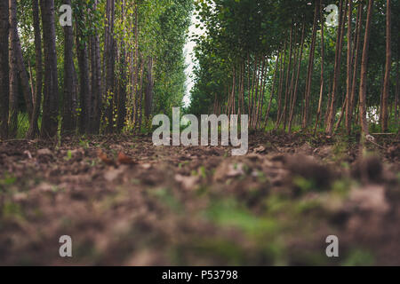 Path in the forest Stock Photo