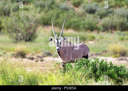 Gemsbok, Oryx gazella in Kalahari, green desert after rain season. Kgalagadi Transfrontier Park, South Africa wildlife safari Stock Photo