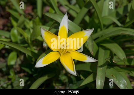 Yellow and white flowers of species tulip, Tulipa tarda, low growing garden bulb on a rockery in April Stock Photo