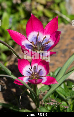 Purple and pink flowers of species tulip, Tulipa pulchella 'Persian Pearl', low growing garden bulb on a rockery in April Stock Photo