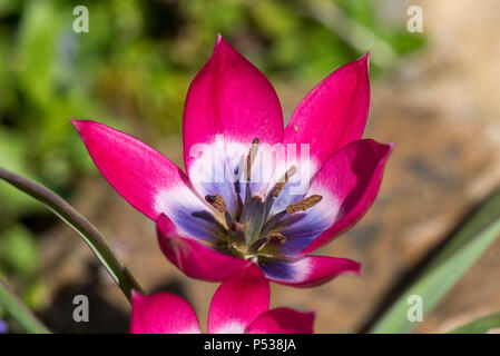 Purple and pink flowers of species tulip, Tulipa pulchella 'Persian Pearl', low growing garden bulb on a rockery in April Stock Photo