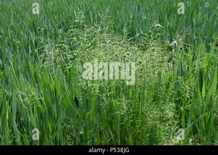Flowering smooth-stalked meadow-grass, Poa pratensis, in a wheat crop with ear in boot, Berkshire, May Stock Photo