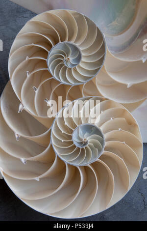 Nautilus shell section, perfect pattern background Stock Photo - Alamy