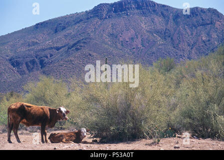 Beef cattle on open range, Superstition Mountains, Arizona. Photograph Stock Photo