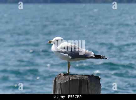 HERRING GUL Larus argentatus in summer pluage. Photo: Tony Gale Stock Photo