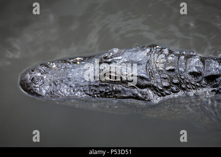 Close up shot of alligator floating on water