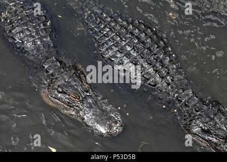 Close up shot of alligators floating on water
