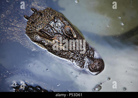 Close up shot of alligator floating on water