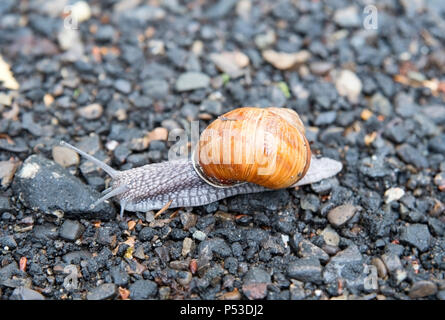 snail on asphalt after rain. Wild nature close up Stock Photo