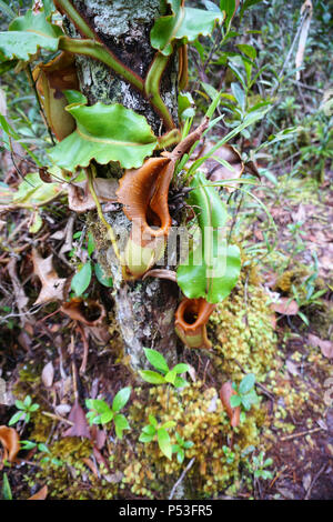 Veitch's Pitcher Plant (Nepenthes veitchii) at Maliau Basin Conservation Area Sabah Borneo Malaysia Stock Photo