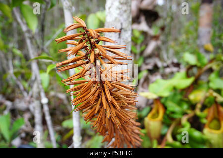 Blooming flower of Veitch's Pitcher Plant (Nepenthes veitchii) at Maliau Basin Conservation Area Sabah Borneo Malaysia Stock Photo