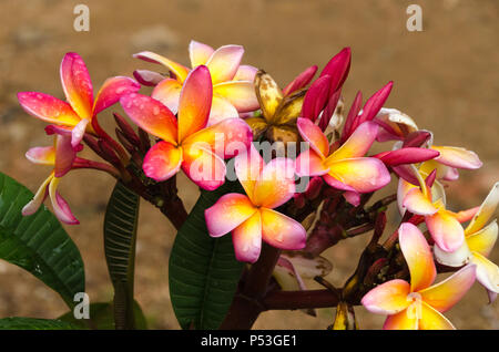 A bunch of bright, saturated flowers with droplets after rain Stock Photo