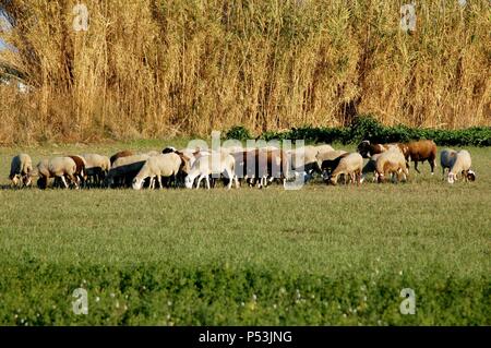 REBAÑO DE OVEJAS. Parque Natural de Delta del Llobregat. Comarca del Baix Llobregat. Provincia de Barcelona. Cataluña. Stock Photo