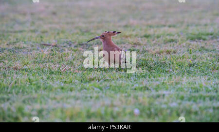 Mallorca, Eurasian hoopoe bird standing on green pasture Stock Photo