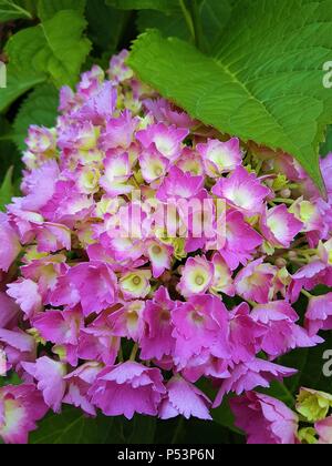 Beautiful pink / purple Hydrangea flowers with vibrant green leaves Stock Photo