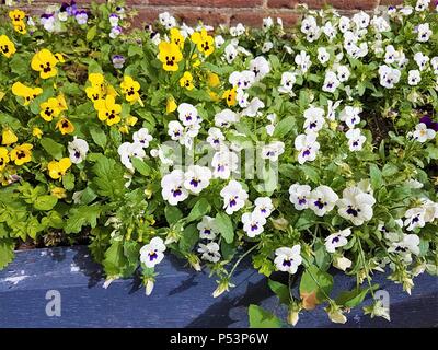 White, yellow and purple pansy flower bed showing beautiful bloom in Summer Stock Photo