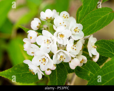White early summer flowers of the half-hardy deciduous shrub, Deutzia setchuenensis var. corymbiflora Stock Photo