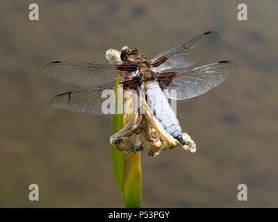 A male adult Libellula depressa, the broad bodied chaser dragonfly, perching by the side of a pool Stock Photo