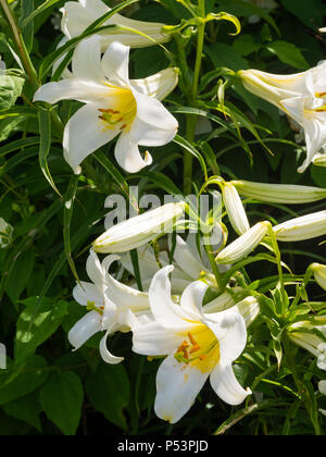 White, summer flowering for, of the trumpet regal lily, Lilium regale 'Album' Stock Photo